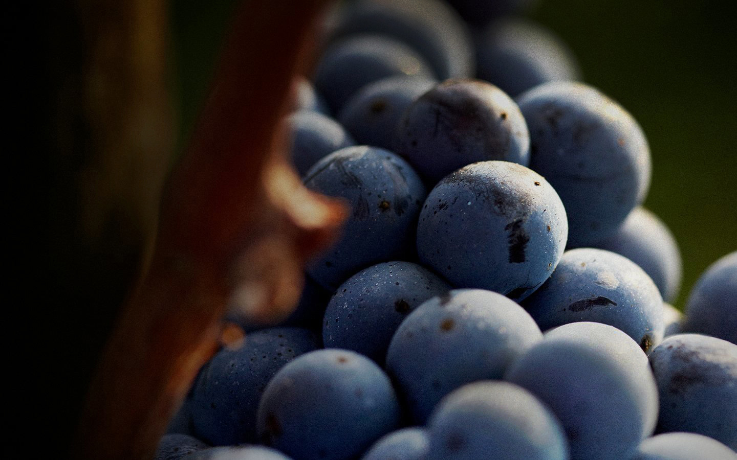 Un Terroir Béni des Dieux